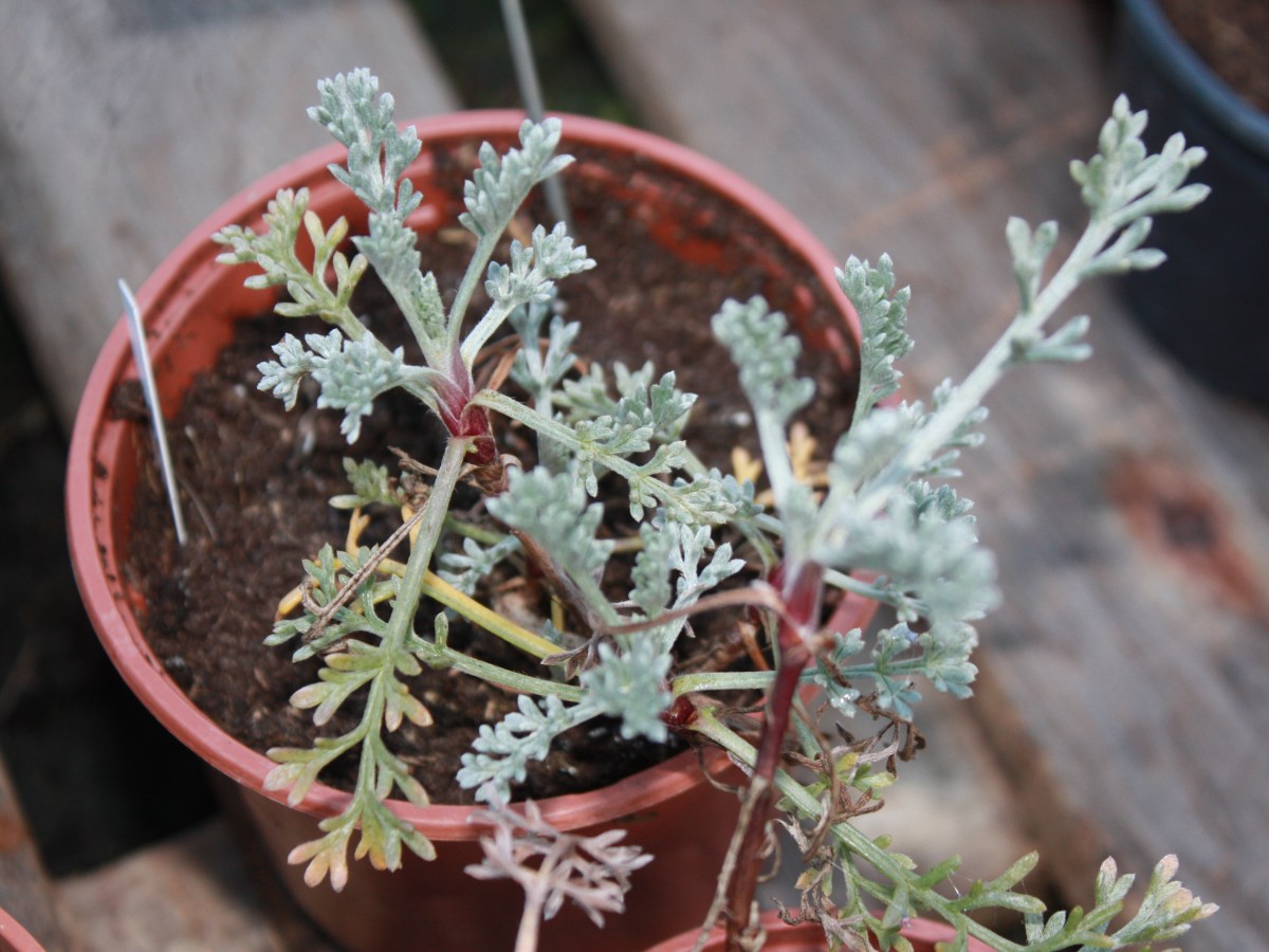 Absinthe de mer,&nbsp;Sanguenite