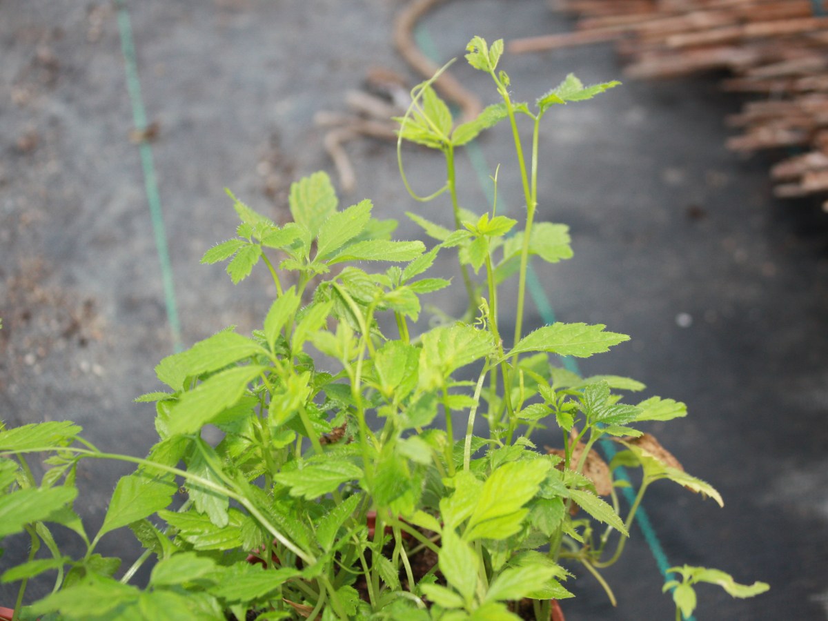 Herbe de l&rsquo;immortalité, Jiaogulan