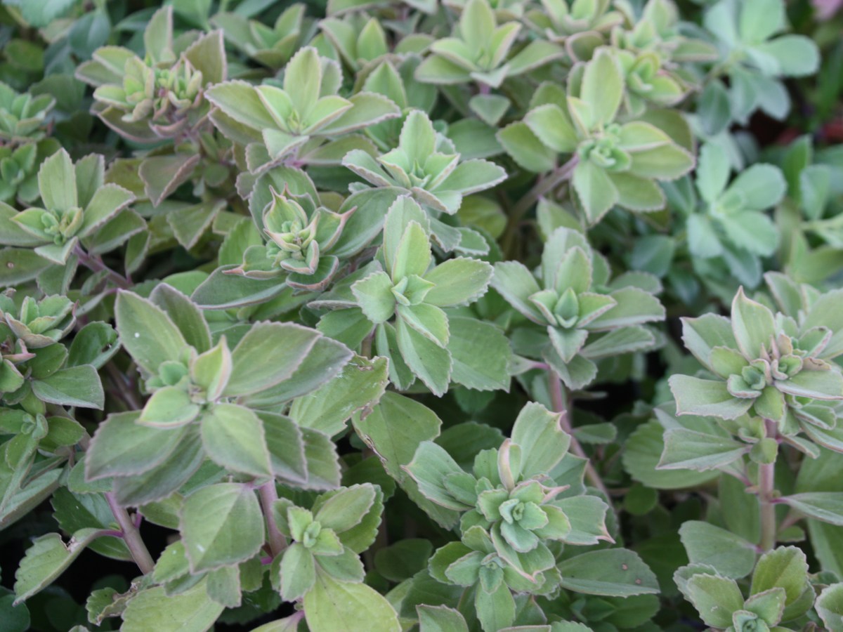 Plante à odeur de cannabis, &lsquo;Doliprane&rsquo;