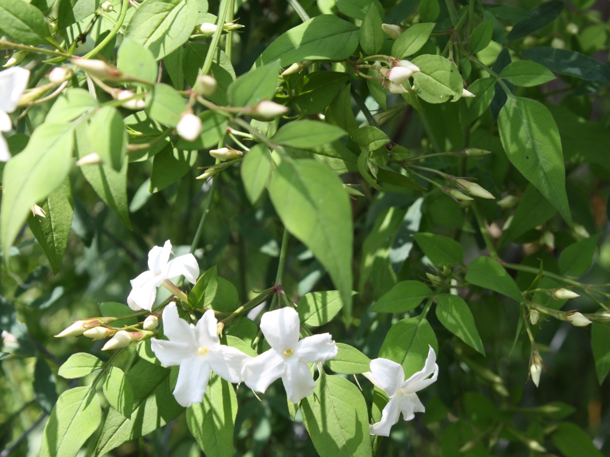 Jasmin officinal, Jasmin&nbsp;blanc