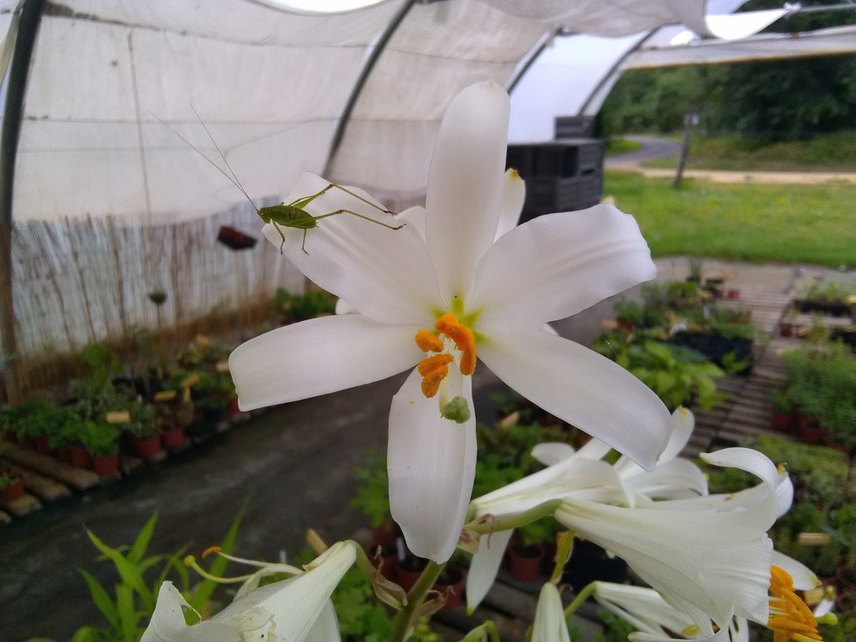 Lys de la&nbsp;Madone