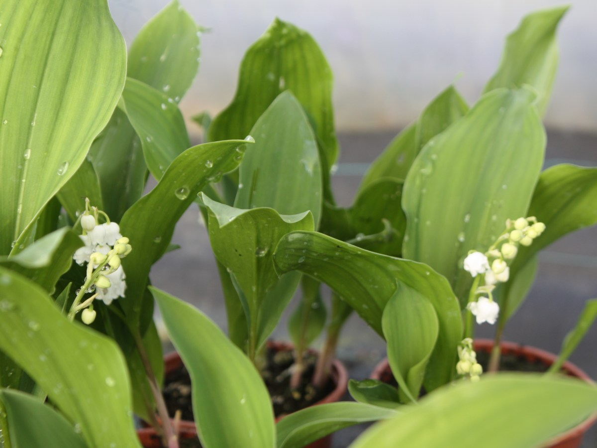 Muguet des bois, Lys de la&nbsp;vallée