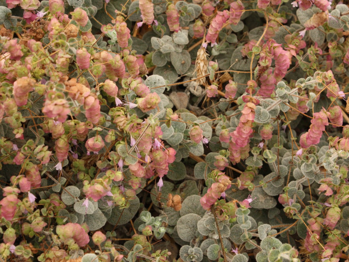 Origan Dictame de&nbsp;Crête