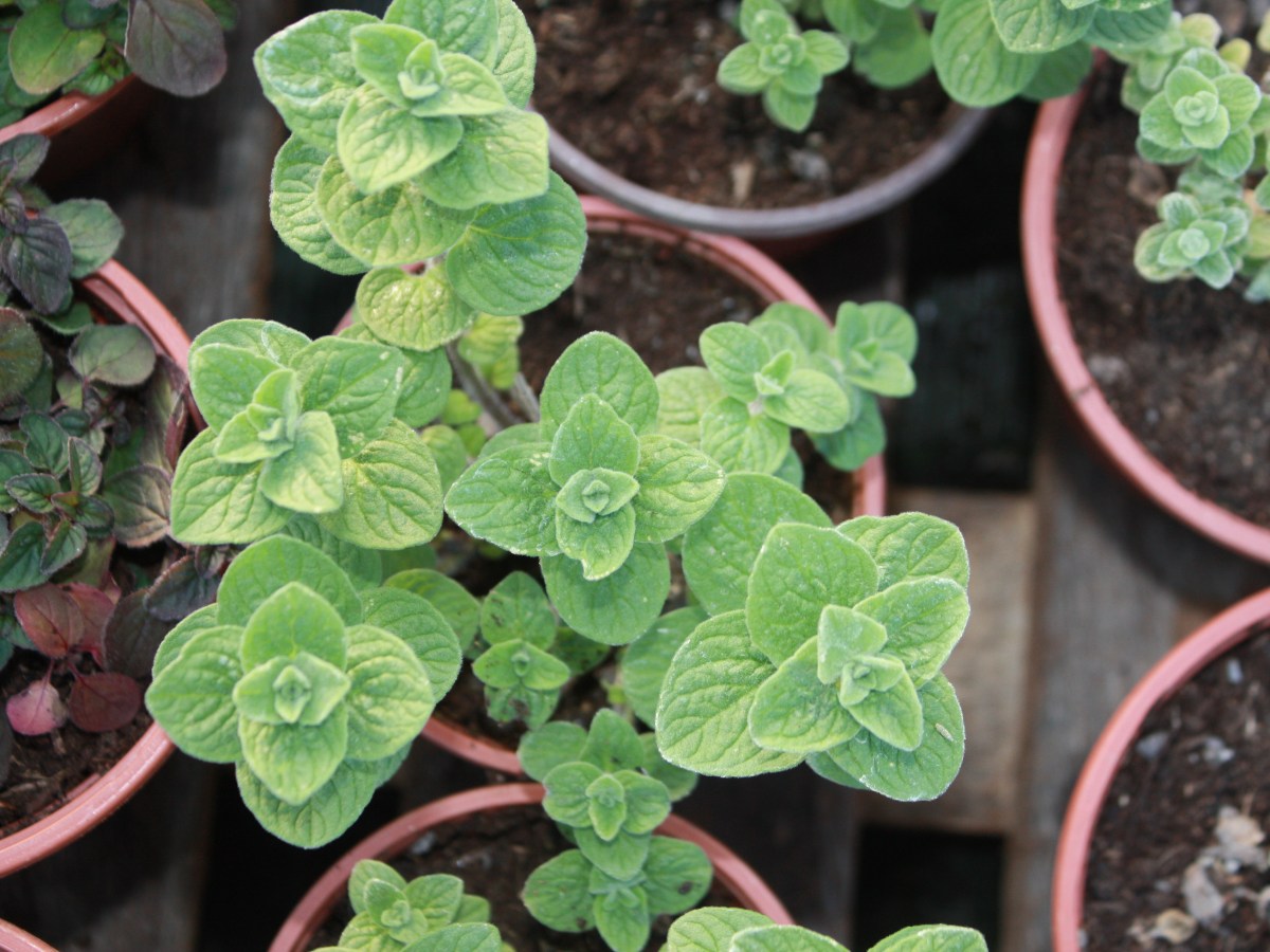 Origan de Syrie,&nbsp;Zatar