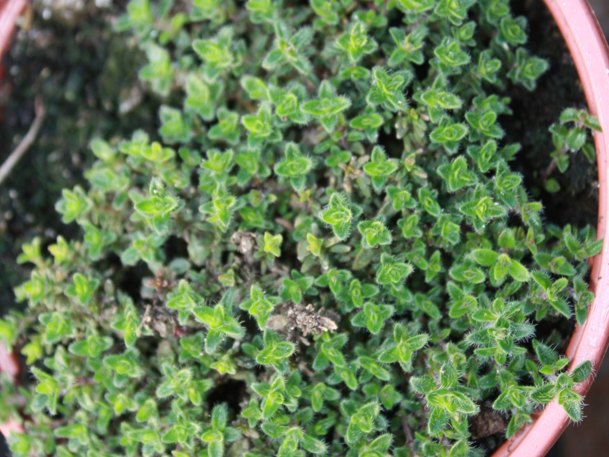 Thym laineux