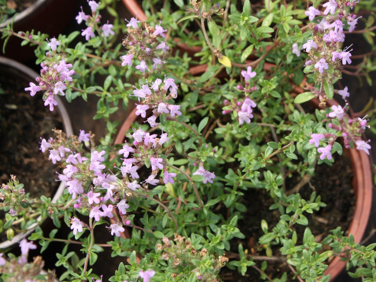 Thym citron de&nbsp;Corse