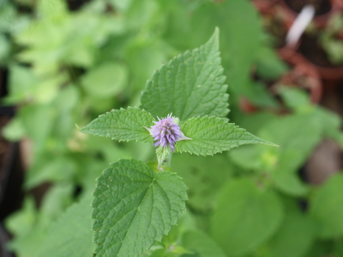 Agastache anisée