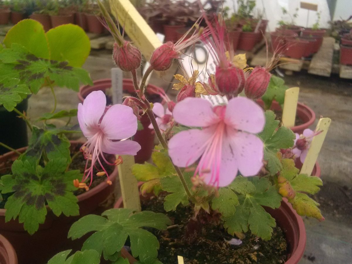 Géranium à gros rhizome&nbsp;rose