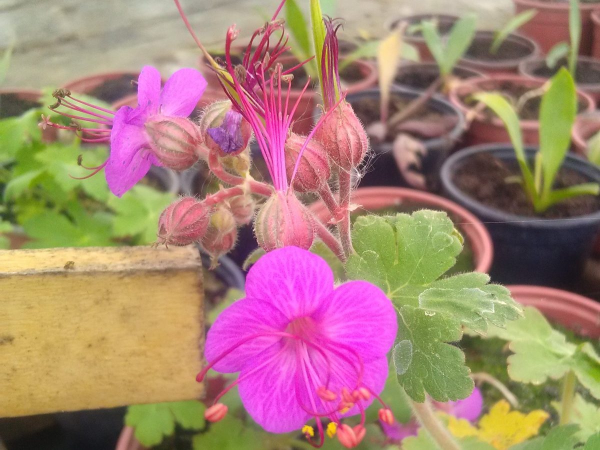 Géranium à gros rhizome rose&nbsp;foncé