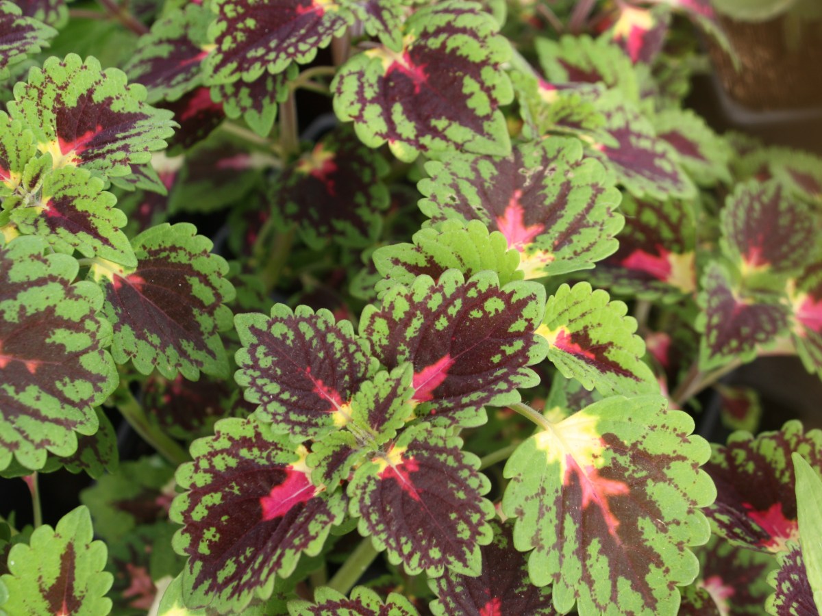 Plectranthe fausse-scutellaire