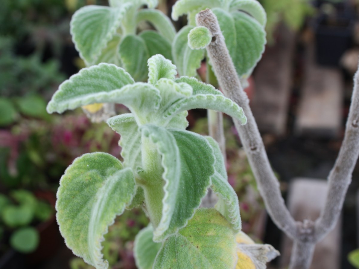 Citronnelle d&rsquo;Australie, Coleus&nbsp;citron