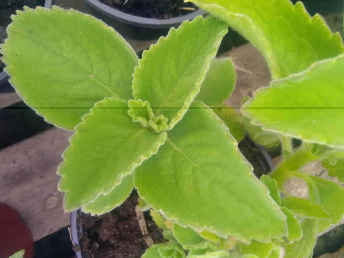 Faux boldo, Coleus d&rsquo;Inde, &laquo;&nbsp;Doliprane&nbsp;&raquo; (Antilles)