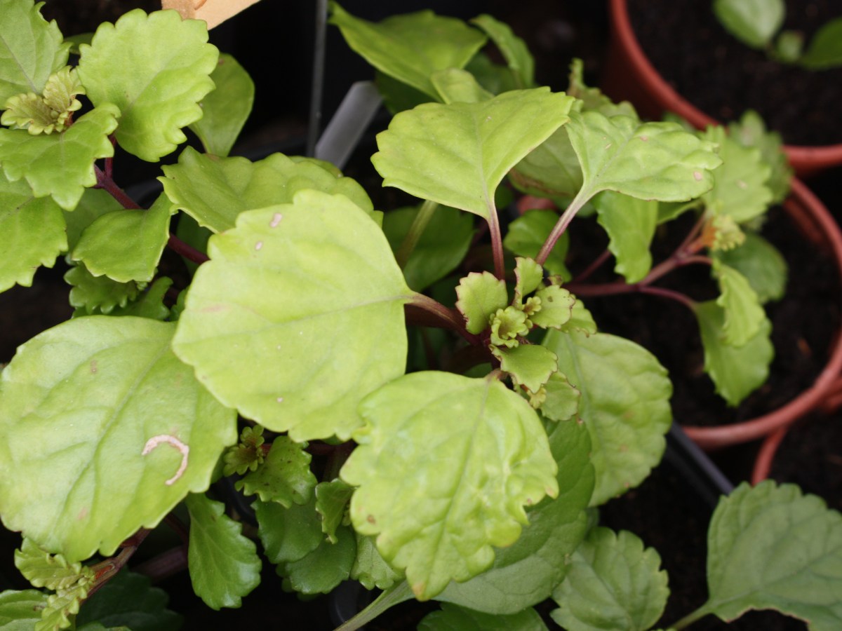 Lierre suédois, Bégonia suédois, Planta del dolar, Planta del&nbsp;dinero