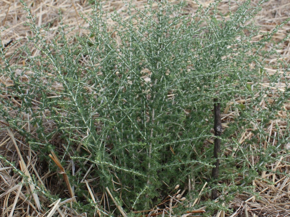 Absinthe du désert, Thym des&nbsp;steppes