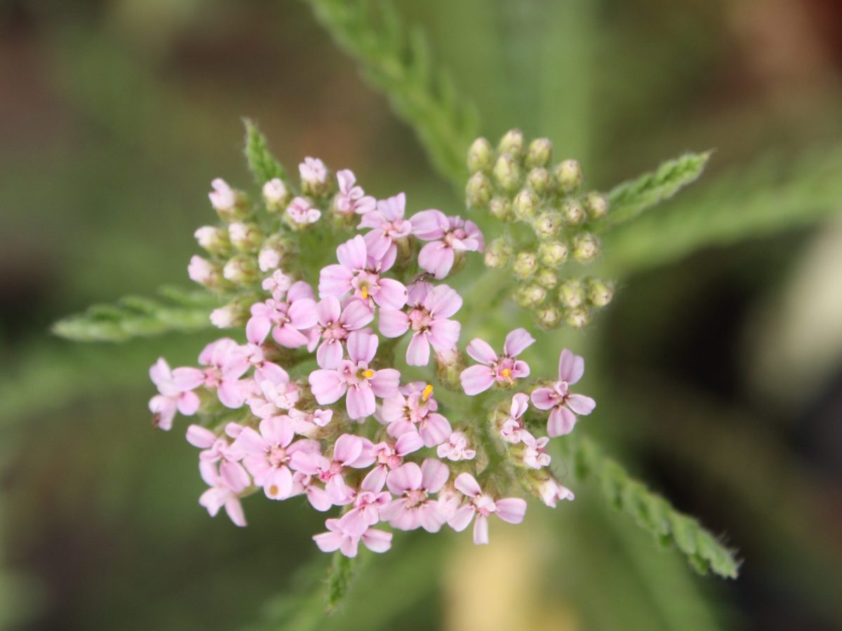 Achillée rose
