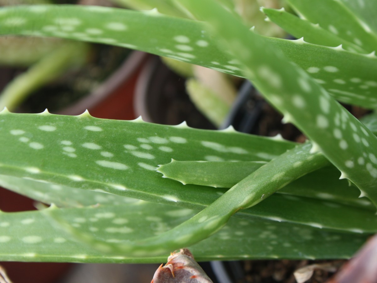 Aloès des Barbades, Aloe&nbsp;vera