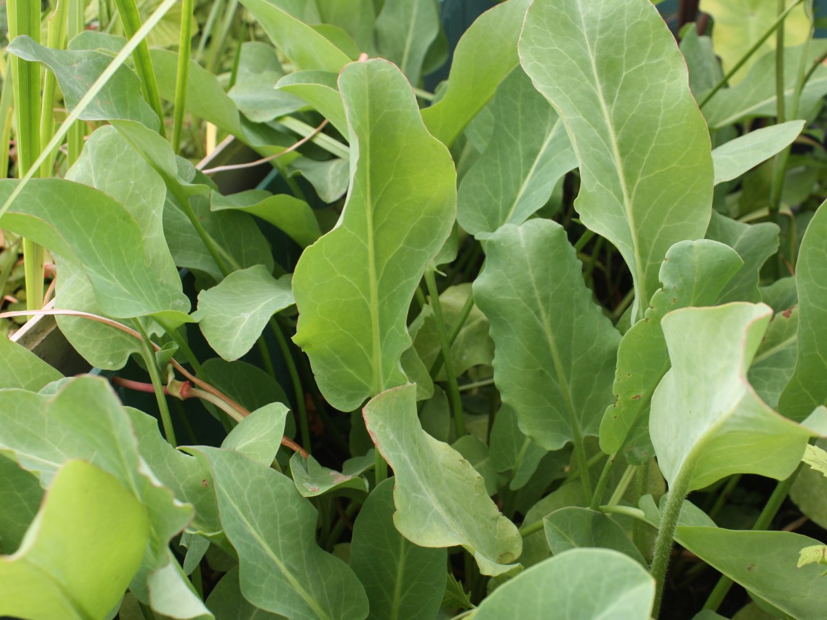 Queue de lézard, Yerba&nbsp;mansa