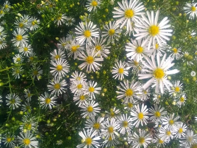 Aster à feuille de&nbsp;bruyère