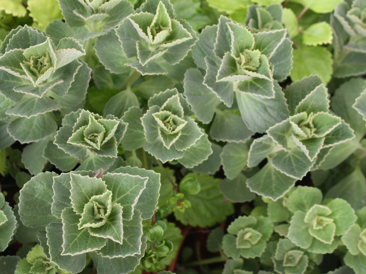 Terreur des chats, Coleus&nbsp;canin
