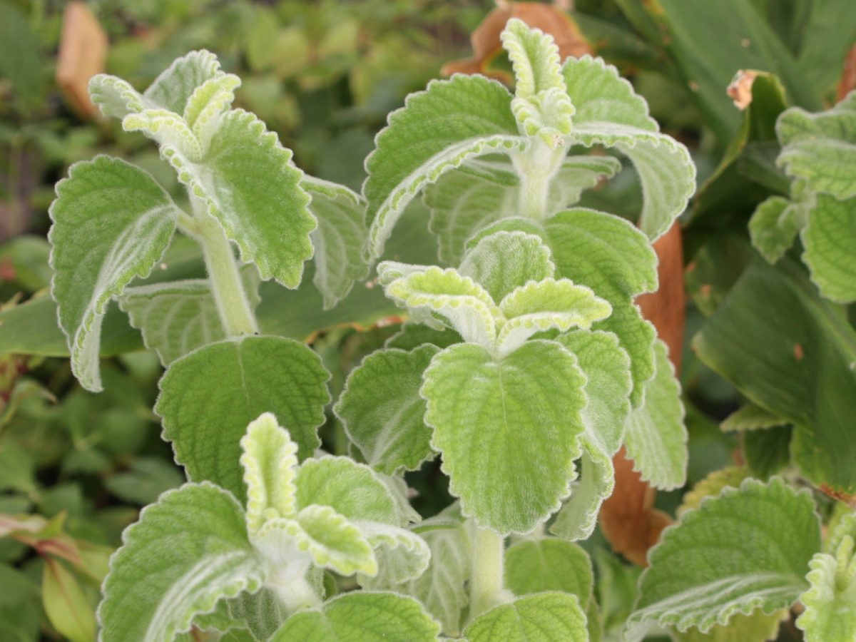 Citronnelle d&rsquo;Australie, Coleus&nbsp;citron