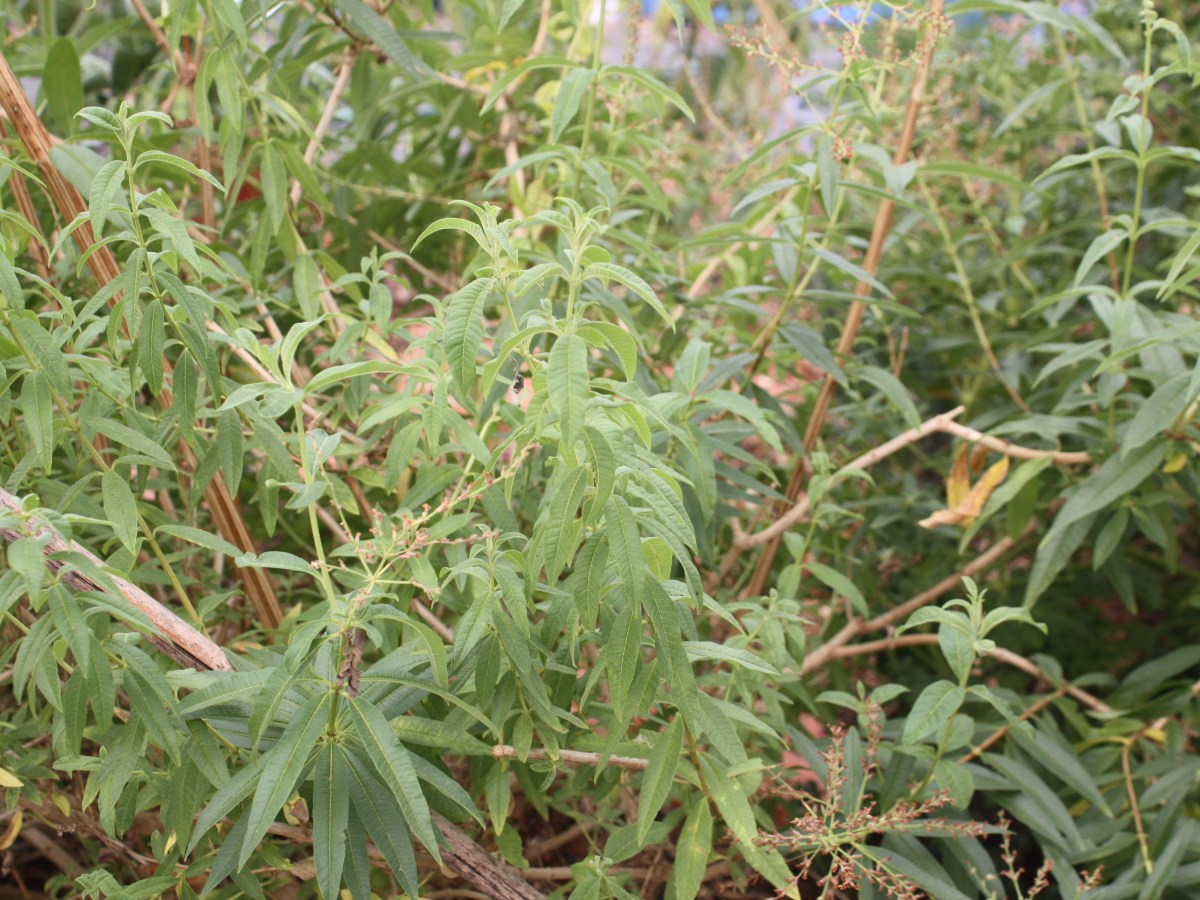 Verveine citronnée, verveine&nbsp;odorante